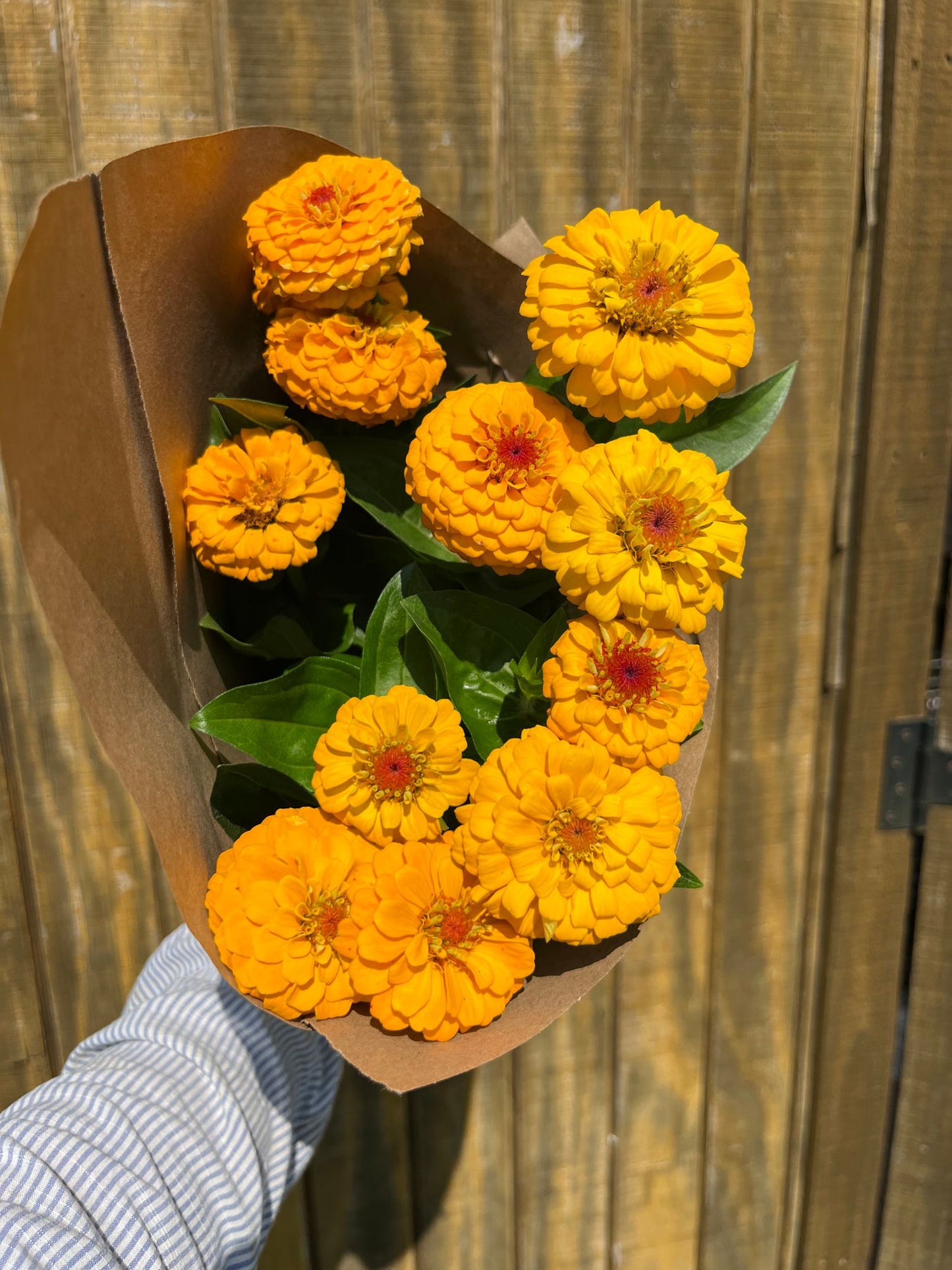 Zinnia - Oklahoma Orange