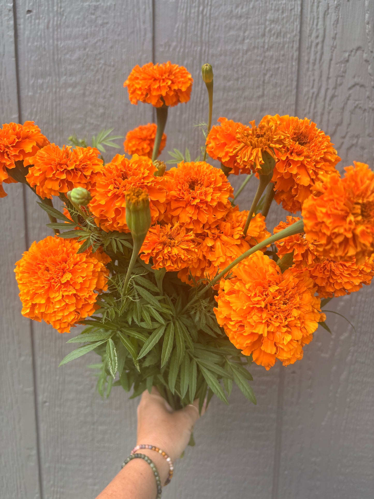 Marigold