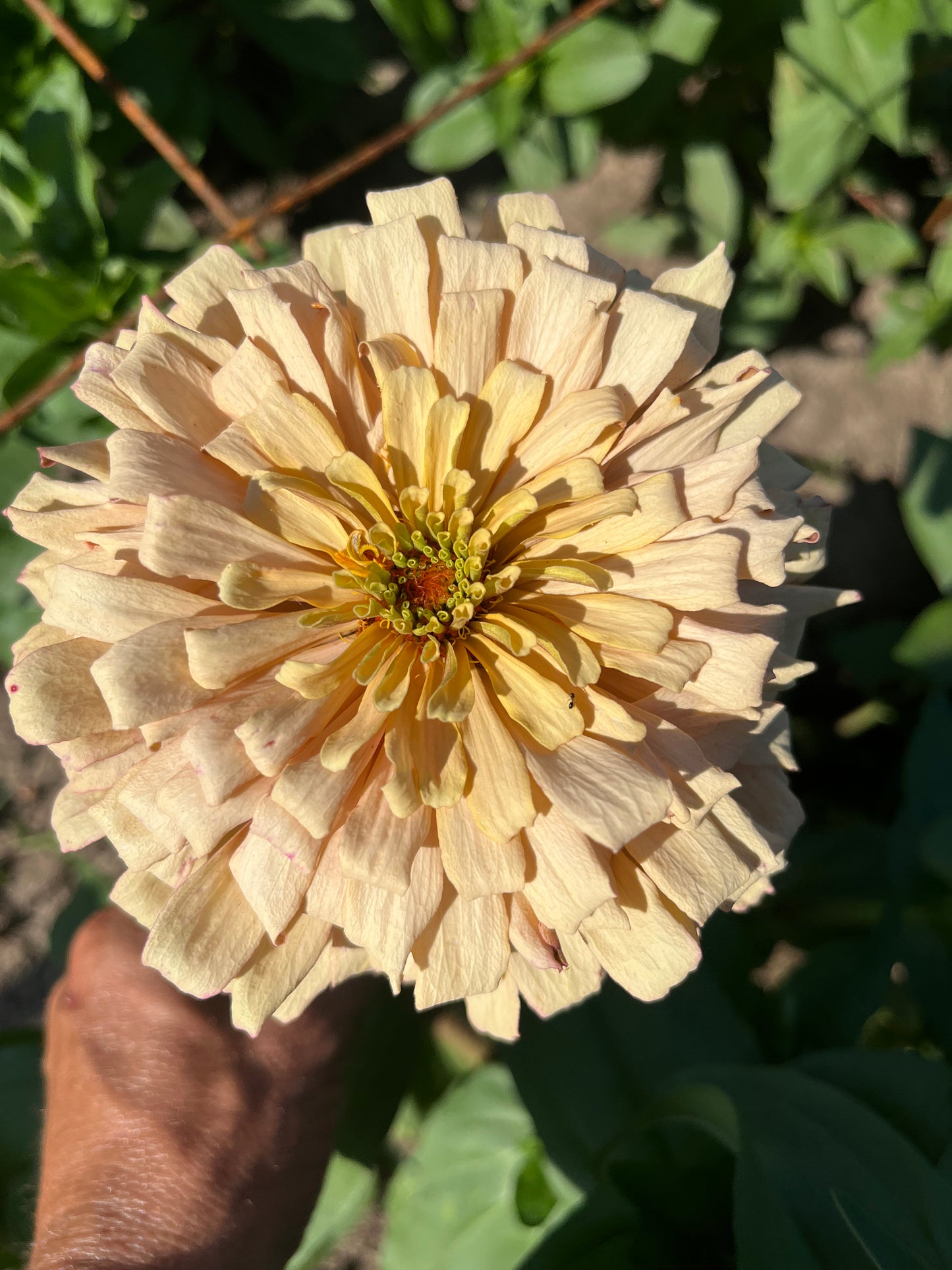 Zinnia - Linen