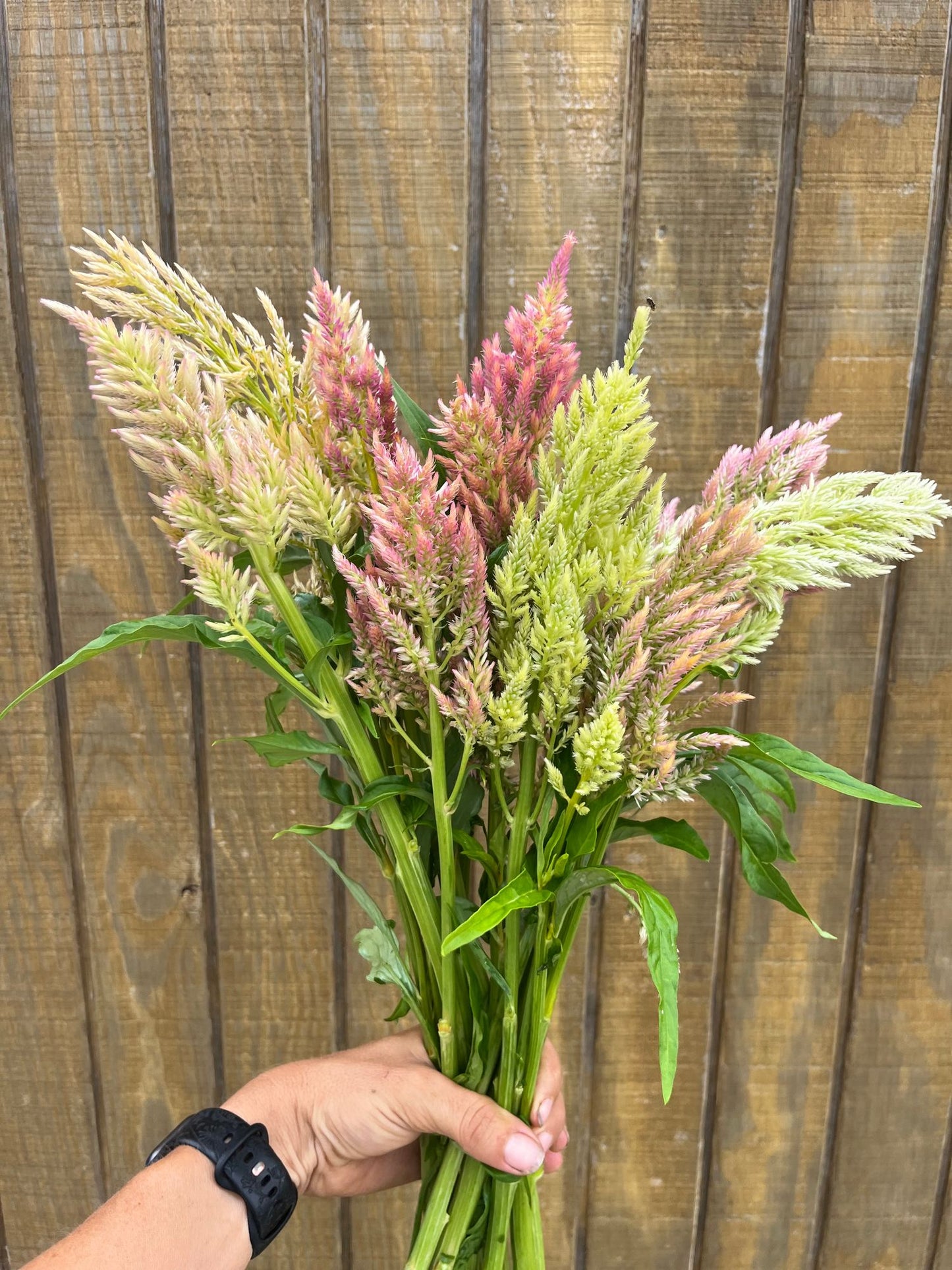 Shimmer Celosia
