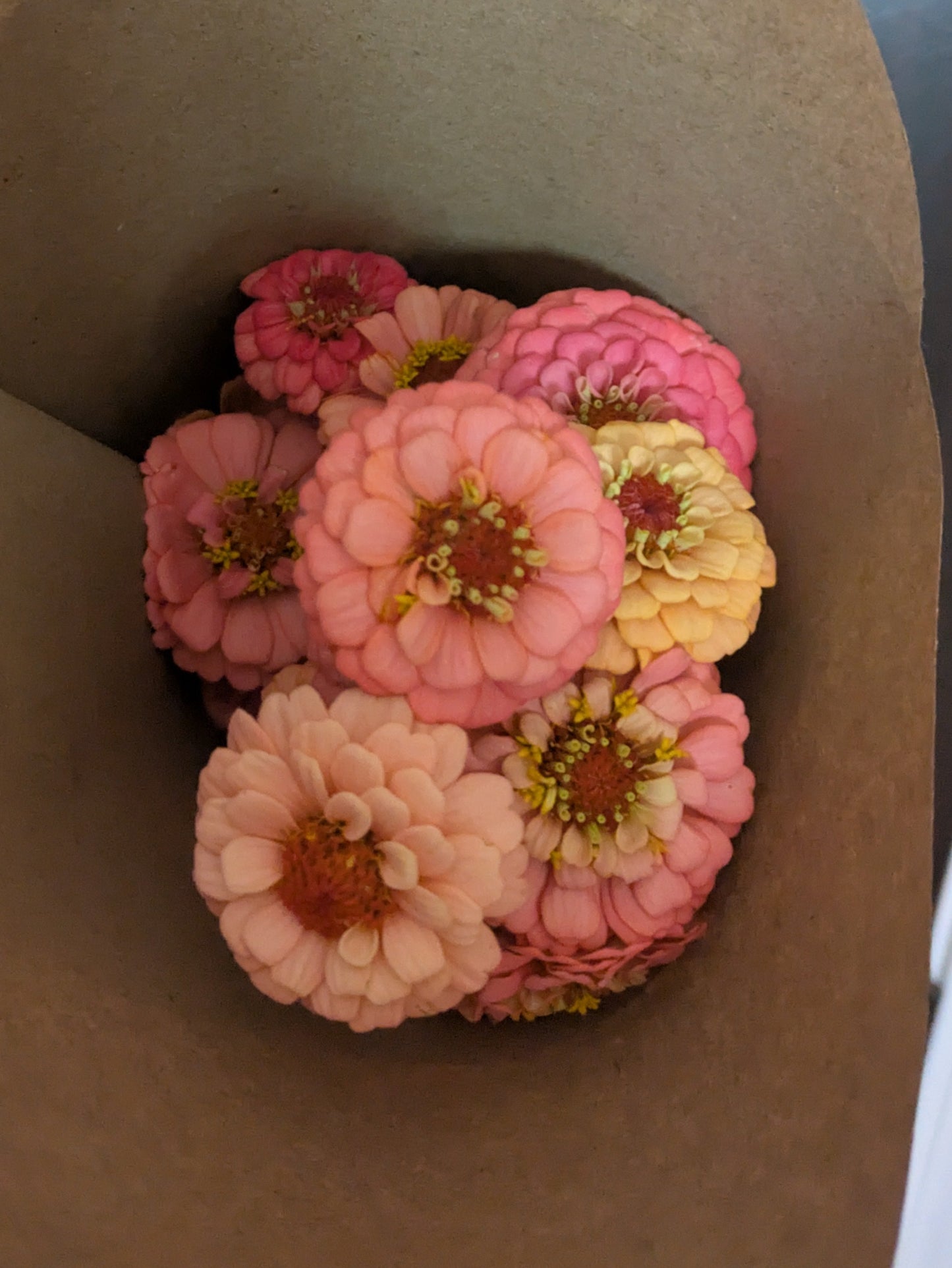 Zinnia - Oklahoma Salmon