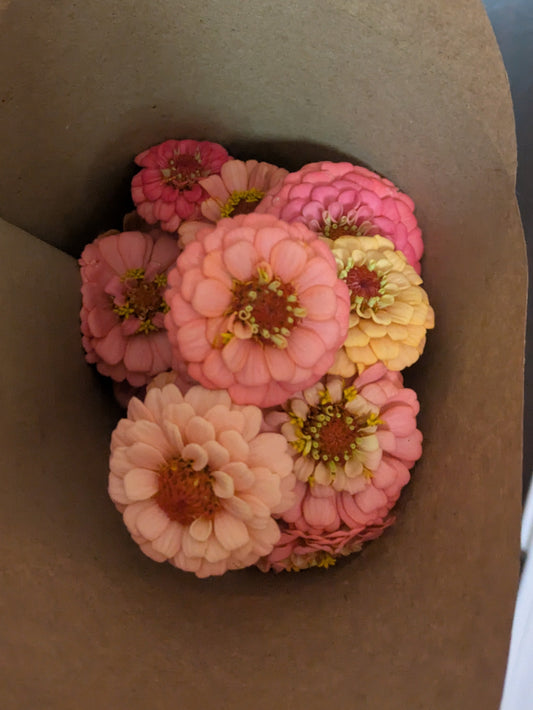 Zinnia - Oklahoma Salmon