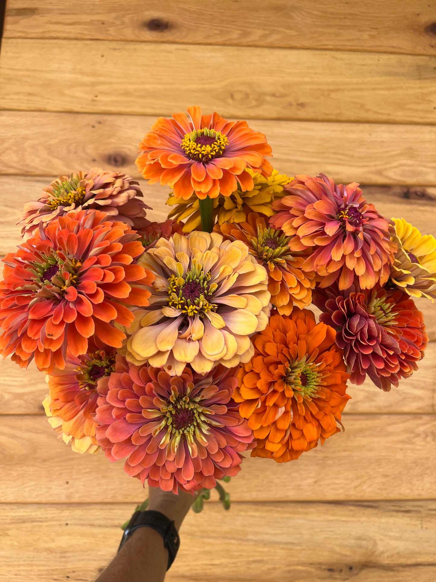 Zinnia - Aurora