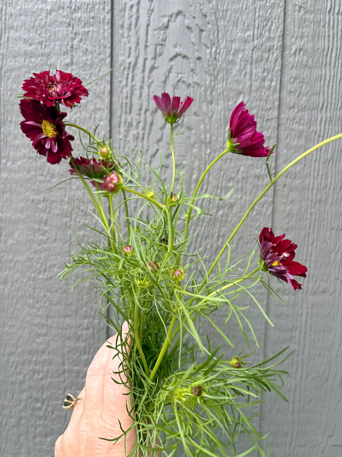Cranberry Cosmos
