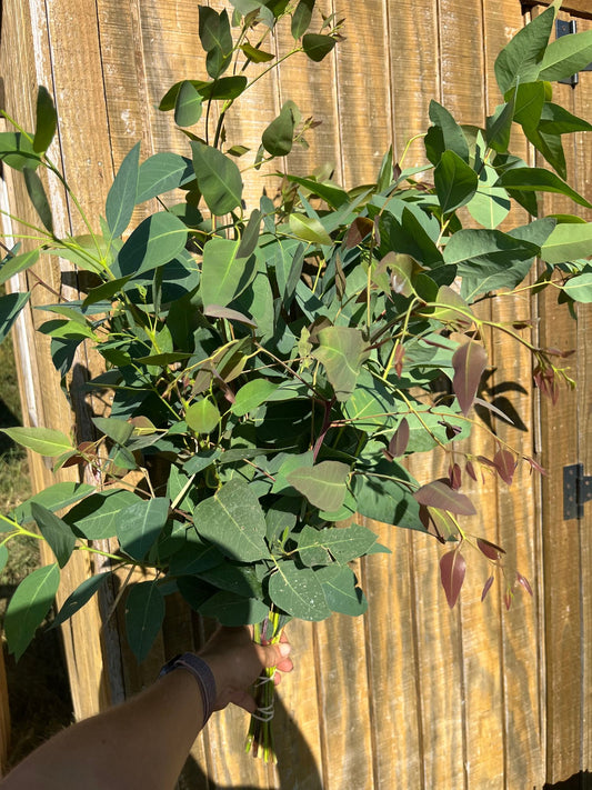 Eucalyptus - Pointed
