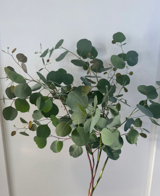 Eucalyptus - Silver Plate