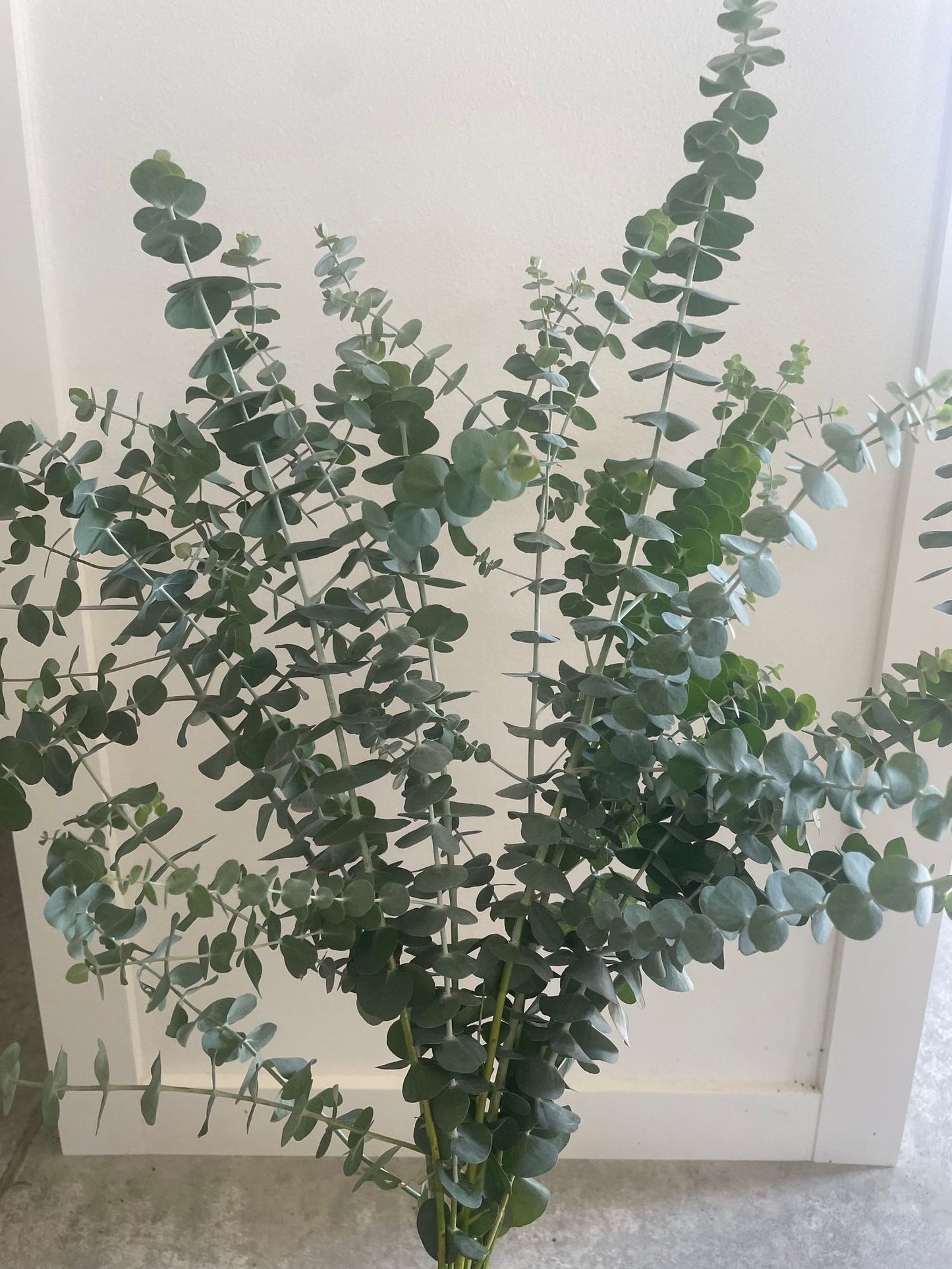 Eucalyptus - Dwarf Blue