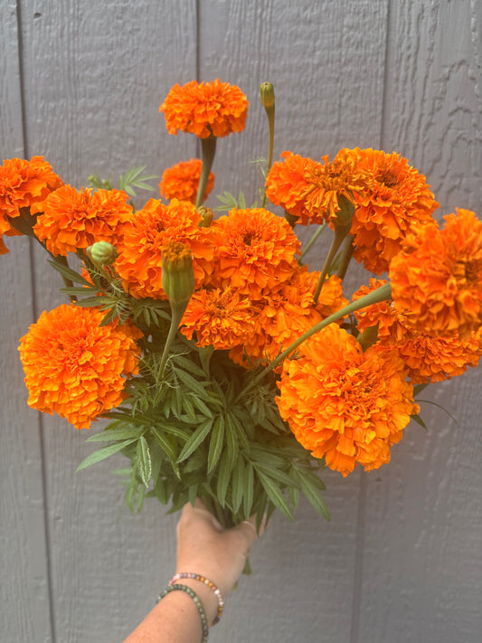 Marigold