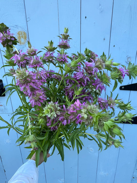Monarda