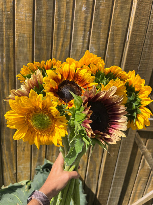 Sunflowers