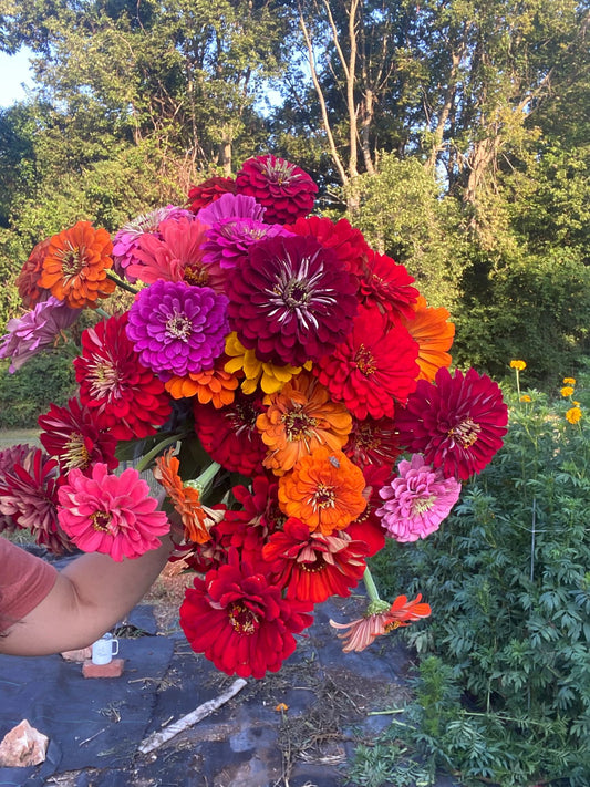 Zinnia - Mixed Benary's