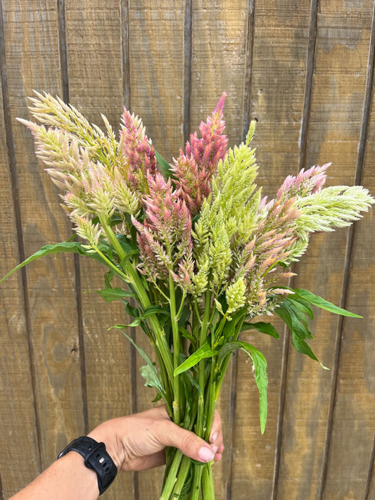 Shimmer Celosia